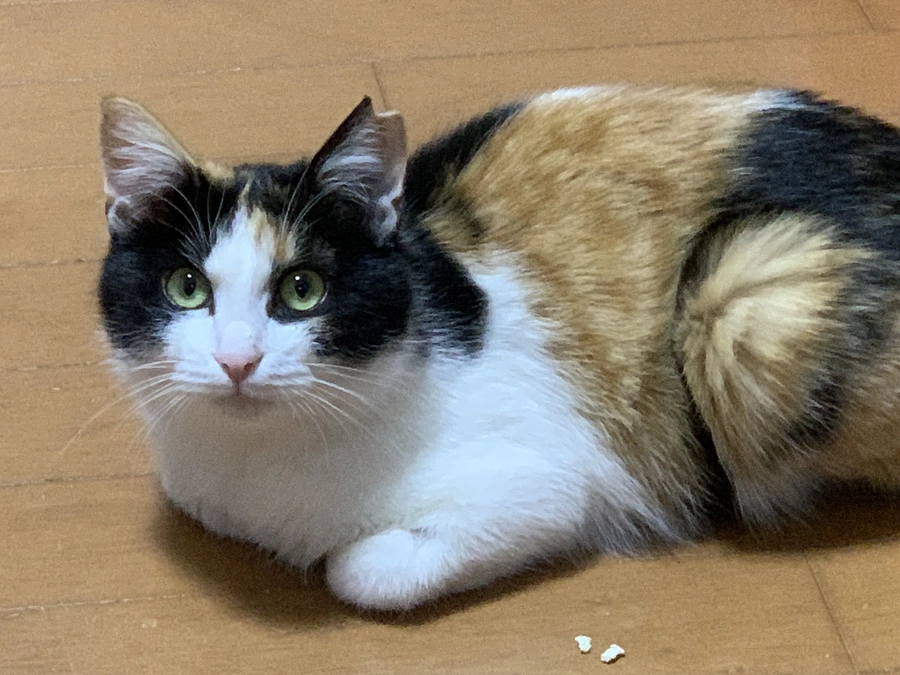 ミケちゃん　トライアル決定しましたー！！