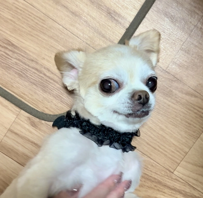 先日、トリミングに行ってきました。