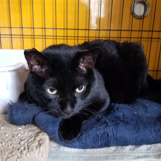 しゃーと音と幸