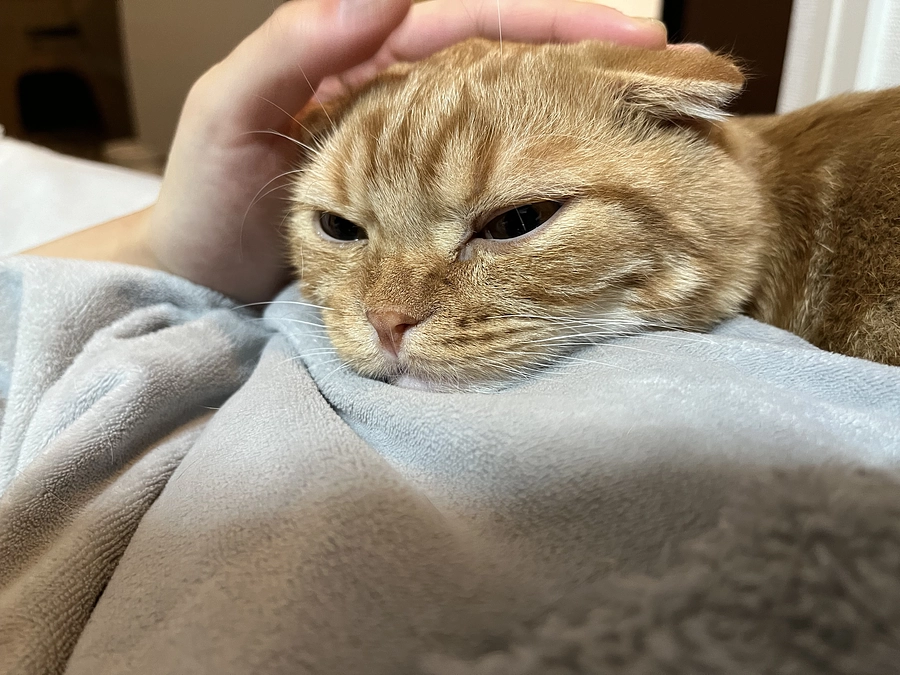 今日もべったりなふう