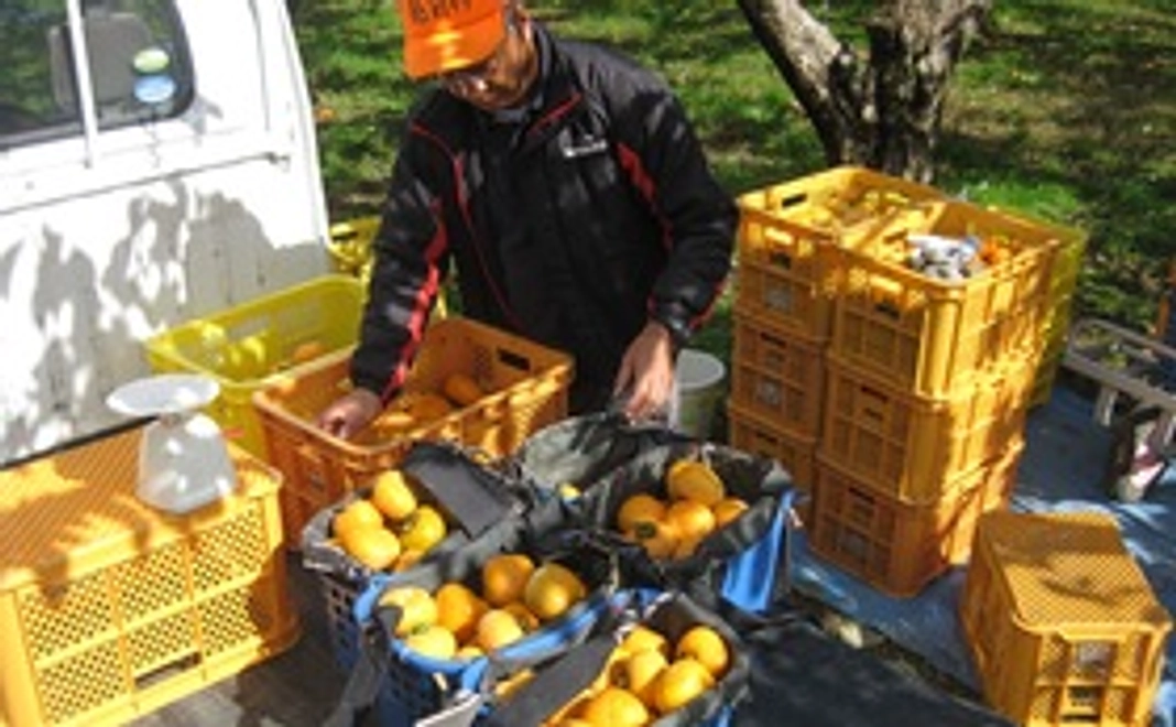 【福井県外の方向け】柿原の越前柿12個