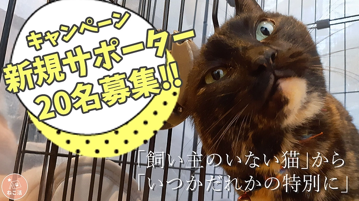 サポーター20名募集！飼い主のいない猫から「いつかだれかの特別に」