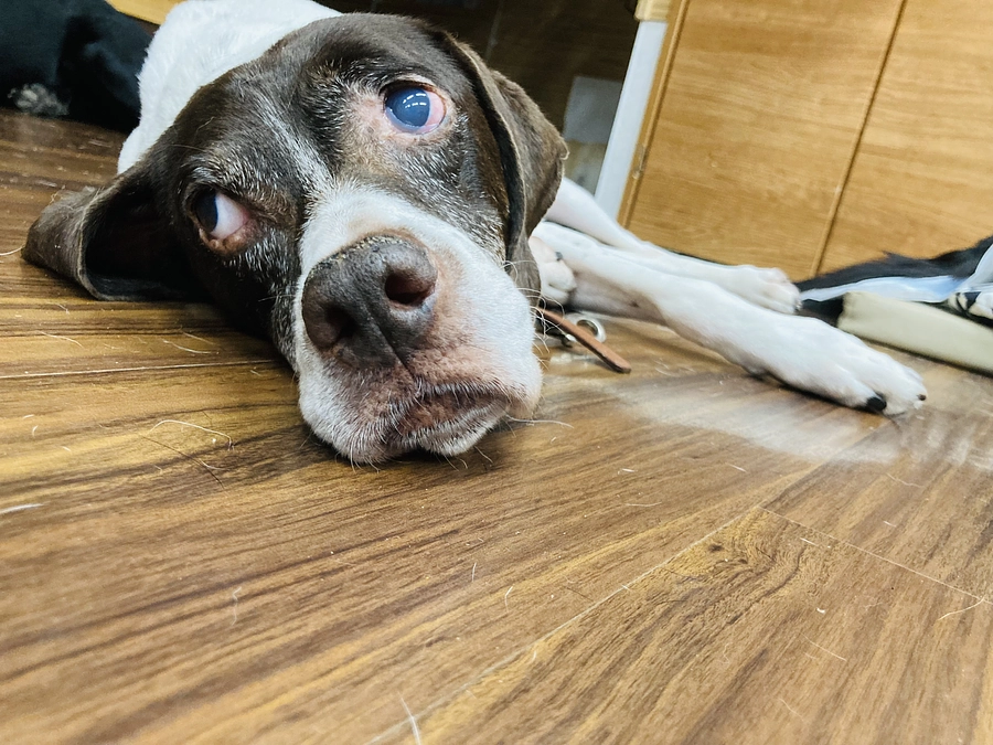 看取りボランティア4号「ロッテンマイヤーさん」