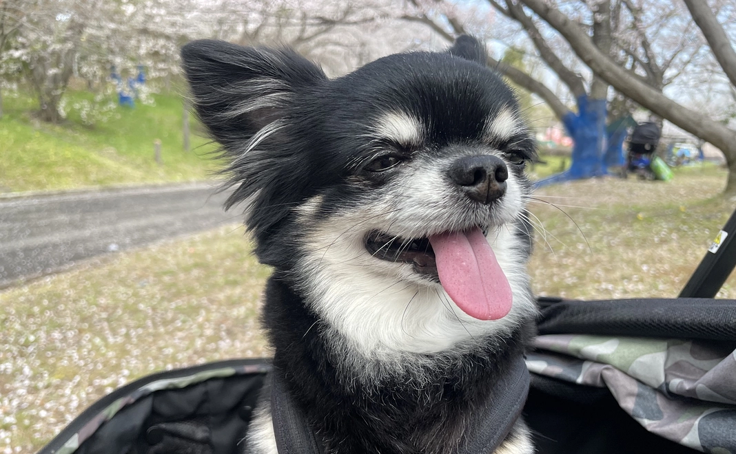 感謝のメールと活動報告　￥1000