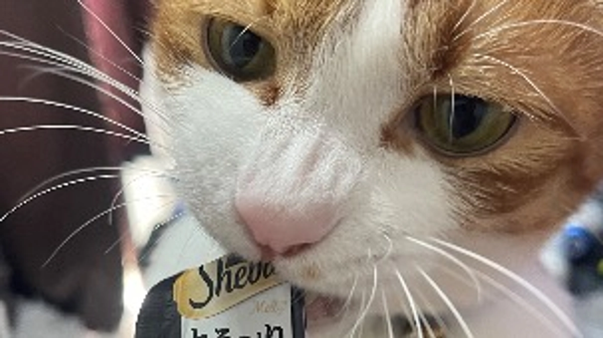 ぷちが4歳になりました。