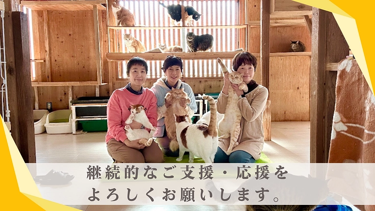 猫と紡ぐサポーター募集！保護猫たちの命を大切につないでいきたい 6枚目