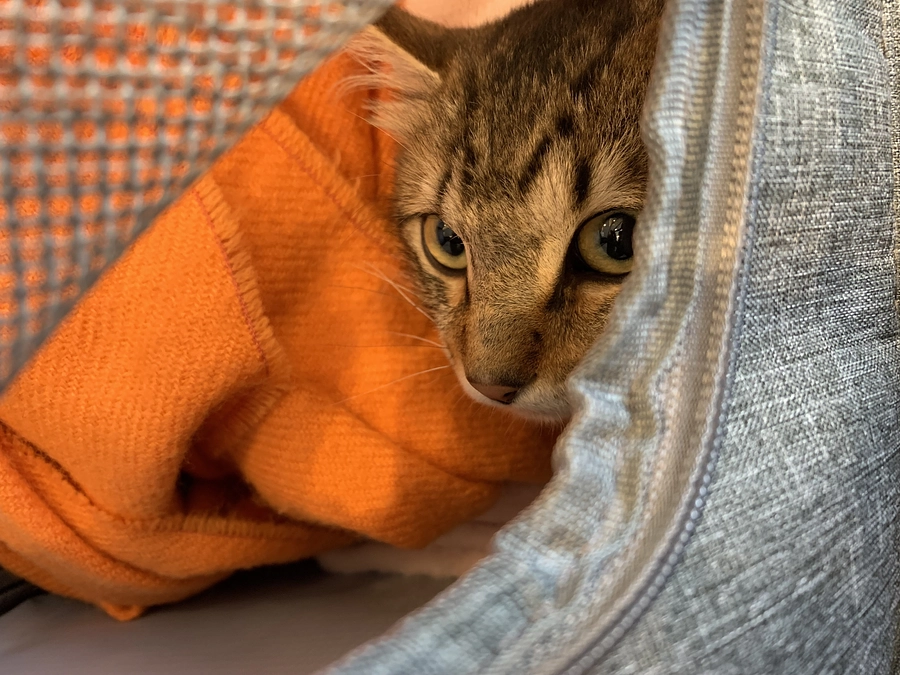 ちゃむ、再発の可能性…