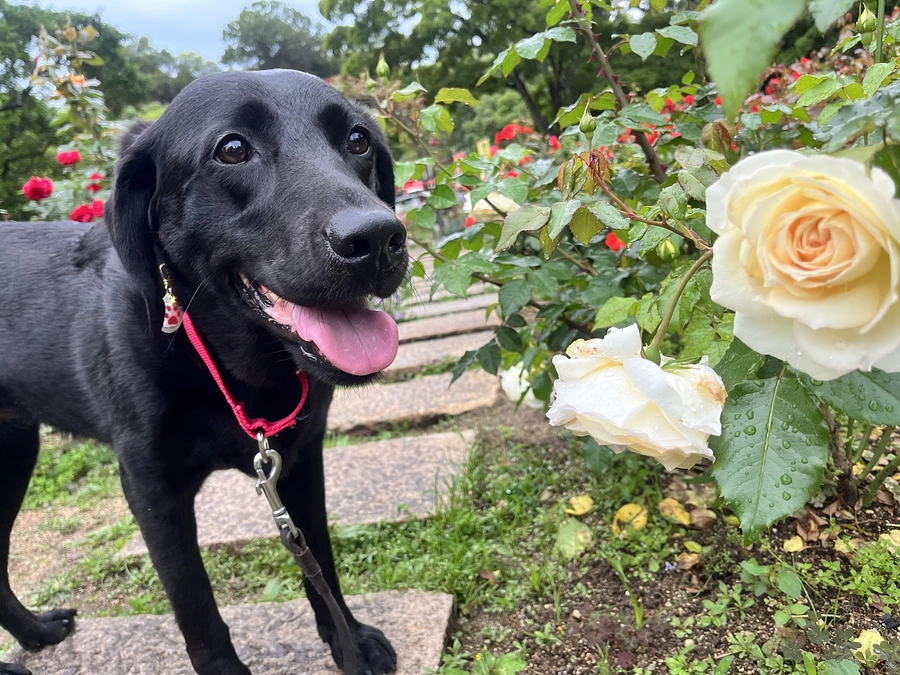 ２０％達成しました✨