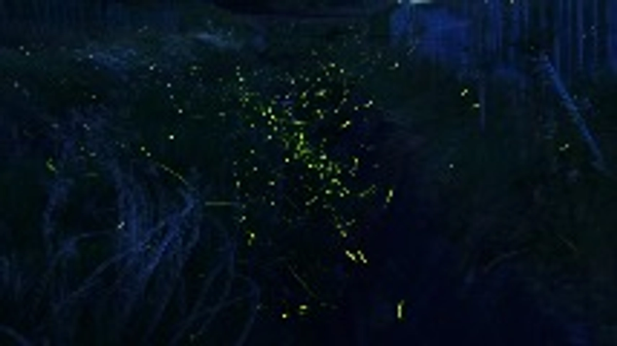 『ホタル鑑賞会』延期のお知らせ