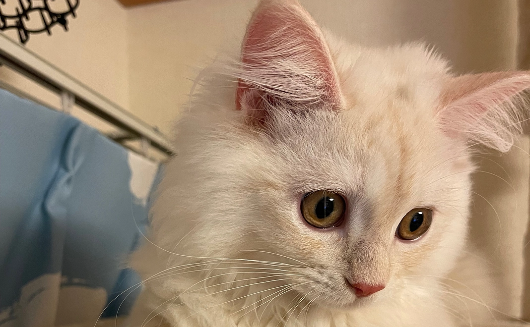 ご支援をお願いいたします。感謝のメールをお送りします。