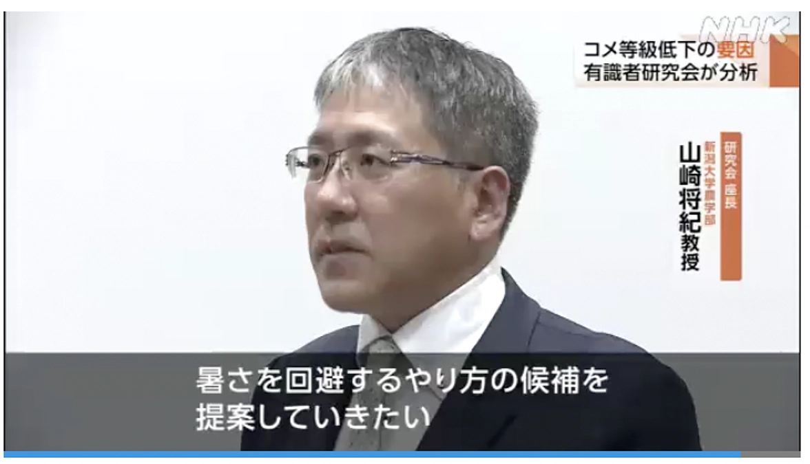 今期の新潟県産のコメを振り返っています