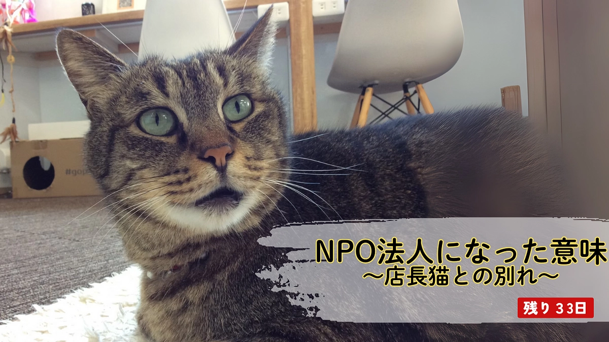 NPO法人へとなった意味～店長猫との別れ～