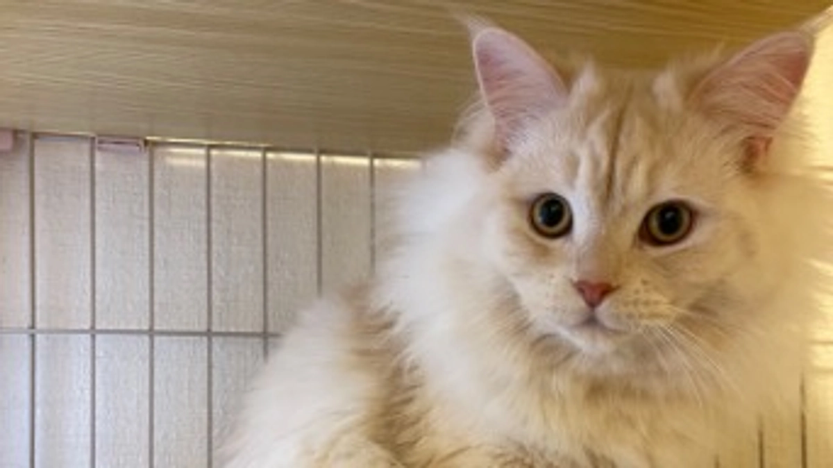 今日のトキ☀️☔️