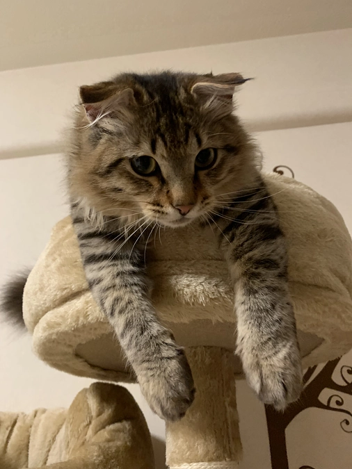 お礼品の発送完了、そして投薬再開29日目のちゃむ