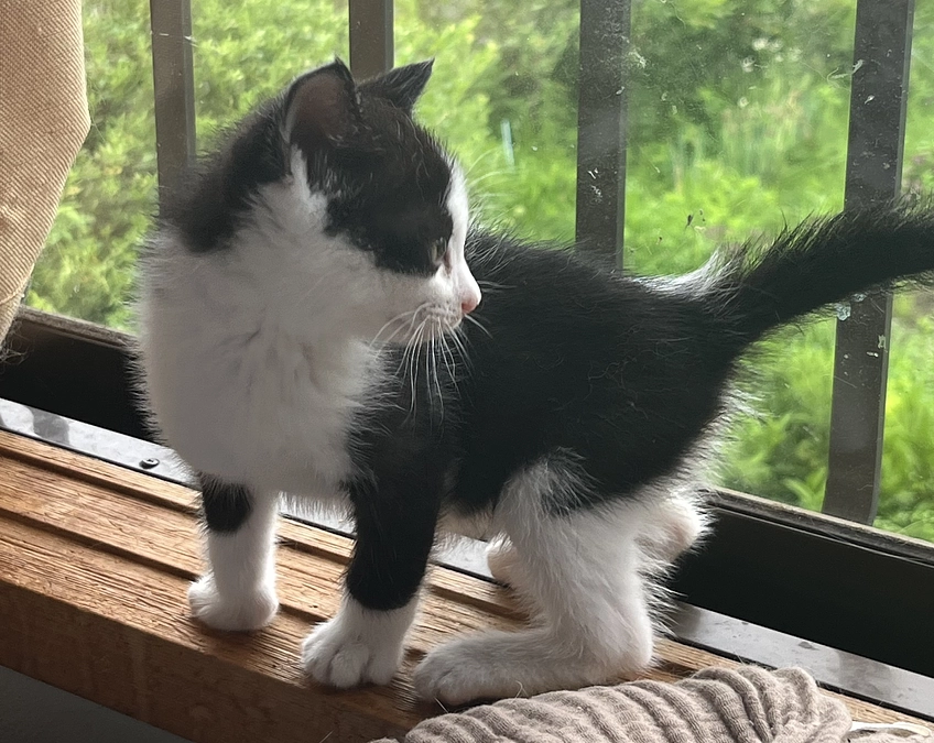 【あと３日】３６日目の昼