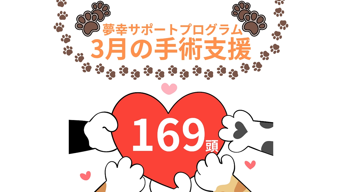3月も皆様のおかげで169頭の猫ちゃんに支援できました！