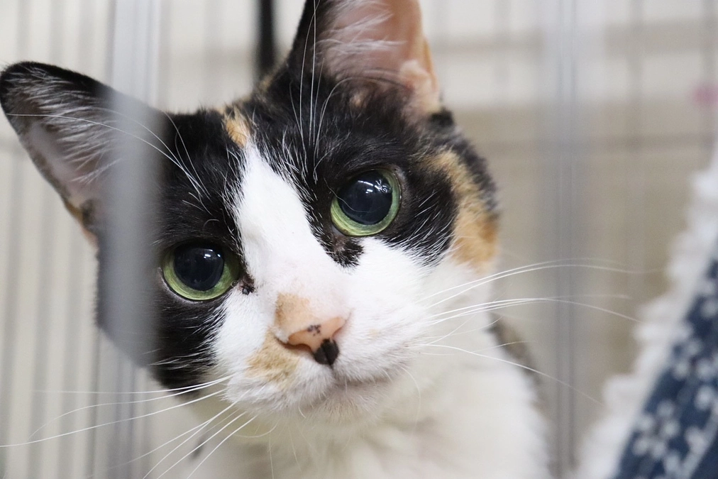 活動報告（銀治とアラレ）