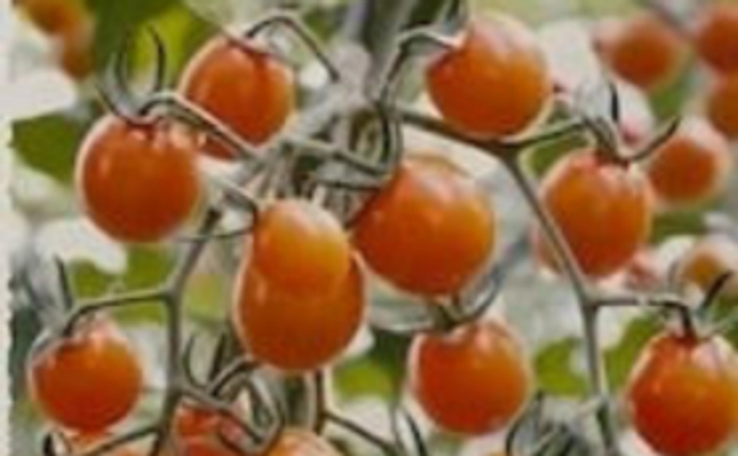 【無農薬・化学肥料無使用】愛情かけて育てたトマトをお届け！：Bコース
