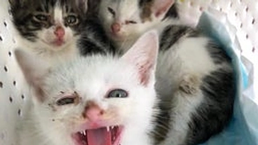 物価高騰で存続の危機！猫達の命を守る為に～シャディ保護猫ハウス～ のトップ画像