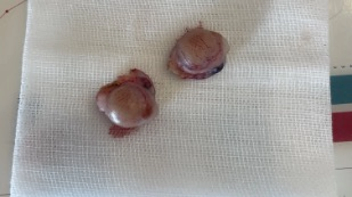 やはりオスでした。