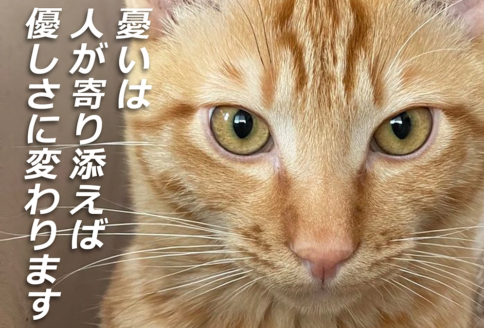 保健所犬猫応援団のコントリビュート