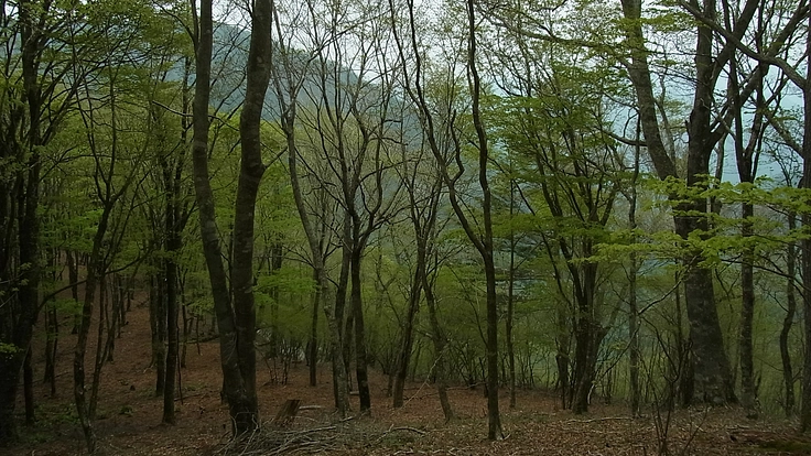 森のことを伝えたい ~森三部作を出版したい~