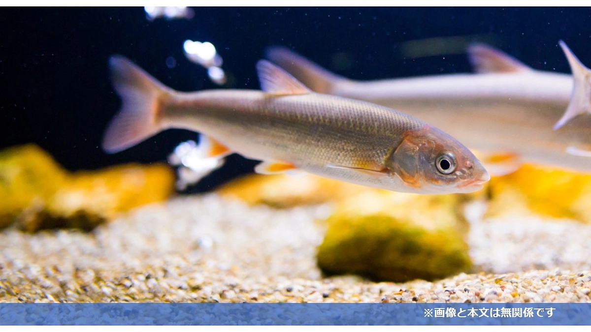 クラウドファンディングを活用させていただいた理由