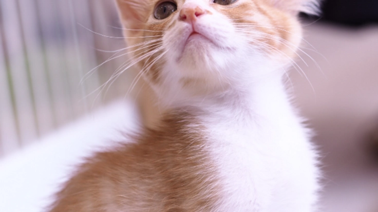 日本の殺処分を減らしたい！福井市に譲渡型保護猫カフェOPEN