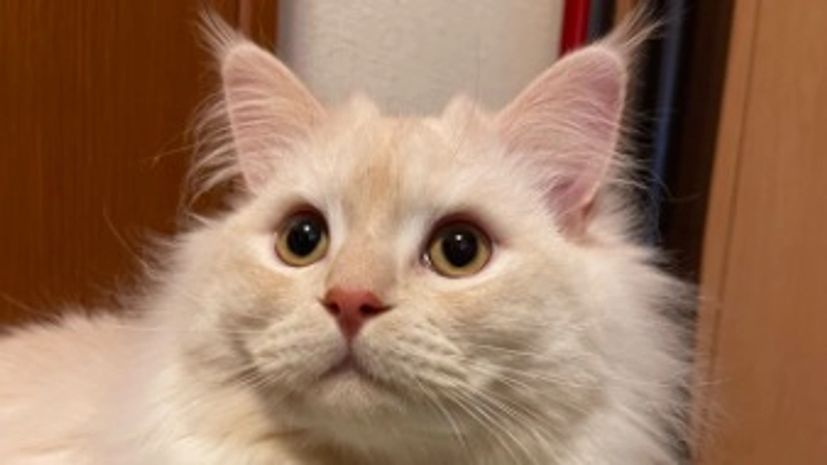 今日のトキ☀️