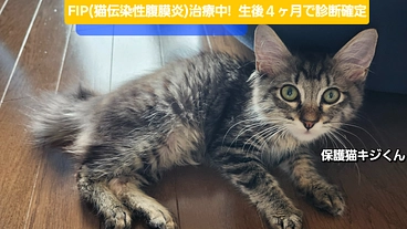 保護猫キジくんがFIPを治療中。活動を続けるためのご支援を！ のトップ画像