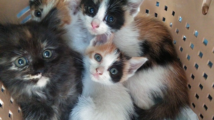 保護犬・保護猫と新しい家族を繋ぐ『保護っこ手帳』を作りたい！