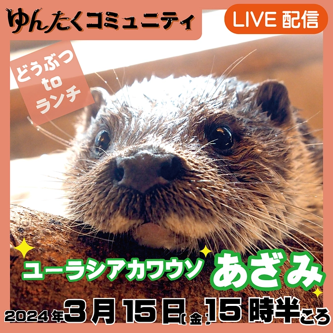 ゆんたくコミュニティ限定ライブ配信どうぶつtoランチ【ユーラシアカワウソのあざみ】