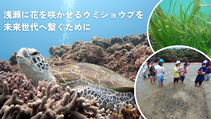 石垣島の海を守るウミショウブを子どもたちと復活させたい!