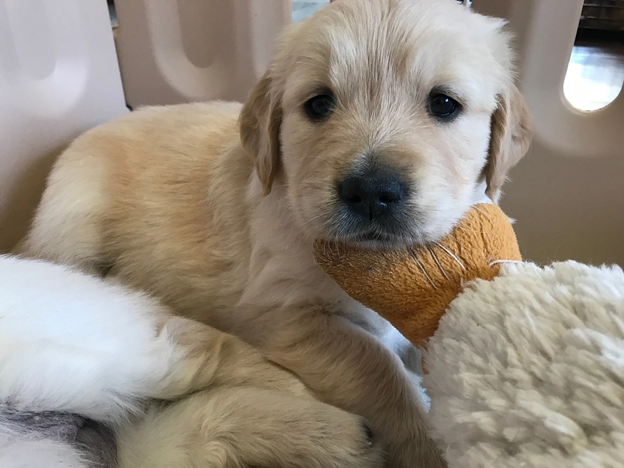 ✳︎緊急募集✳︎パピーホームボランティアを募集しています！