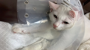 交通事故で下半身付随となった子猫をもう一度歩かせてあげたい のトップ画像