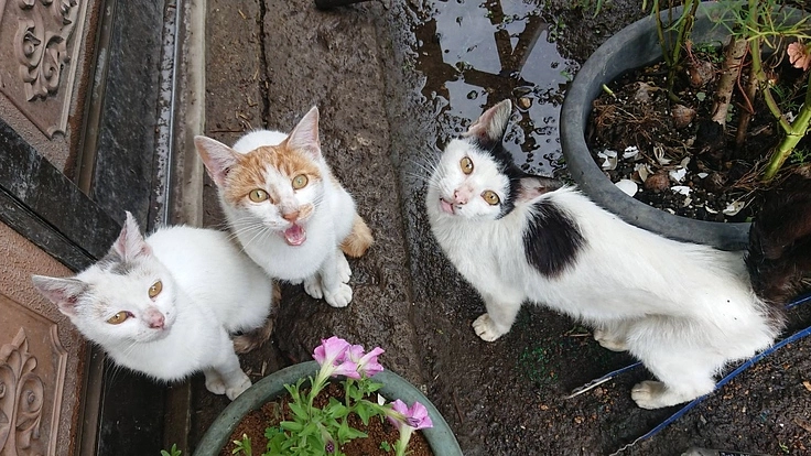 人と動物の共生を目指して ～吾輩は地域で生きる猫である〜 第2弾