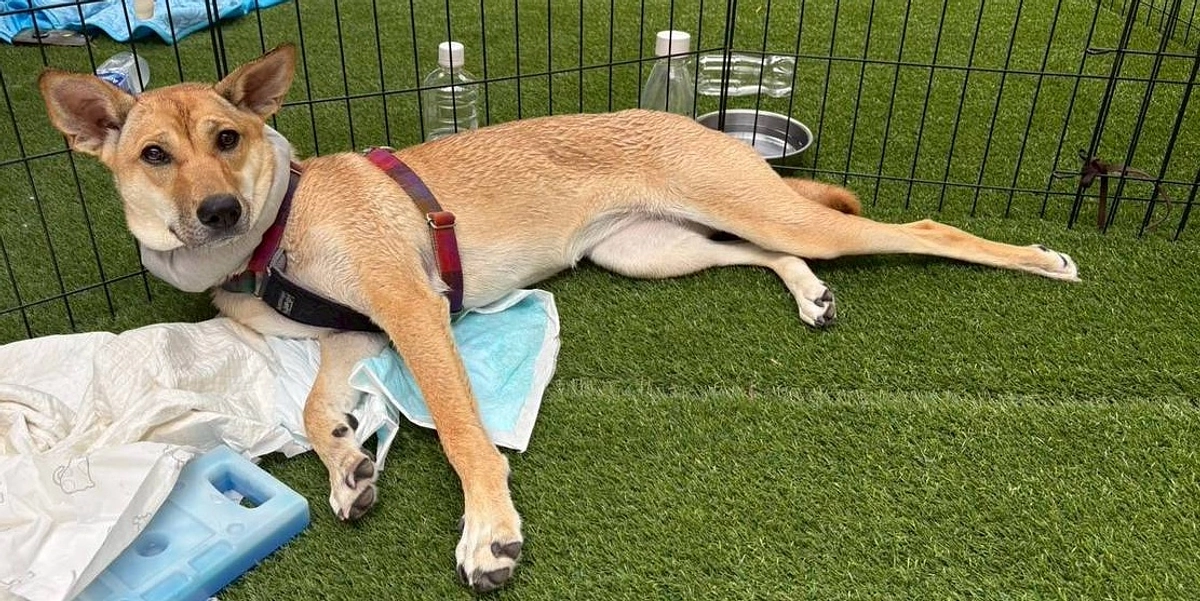 7月6日　1HOTEL様で譲渡会