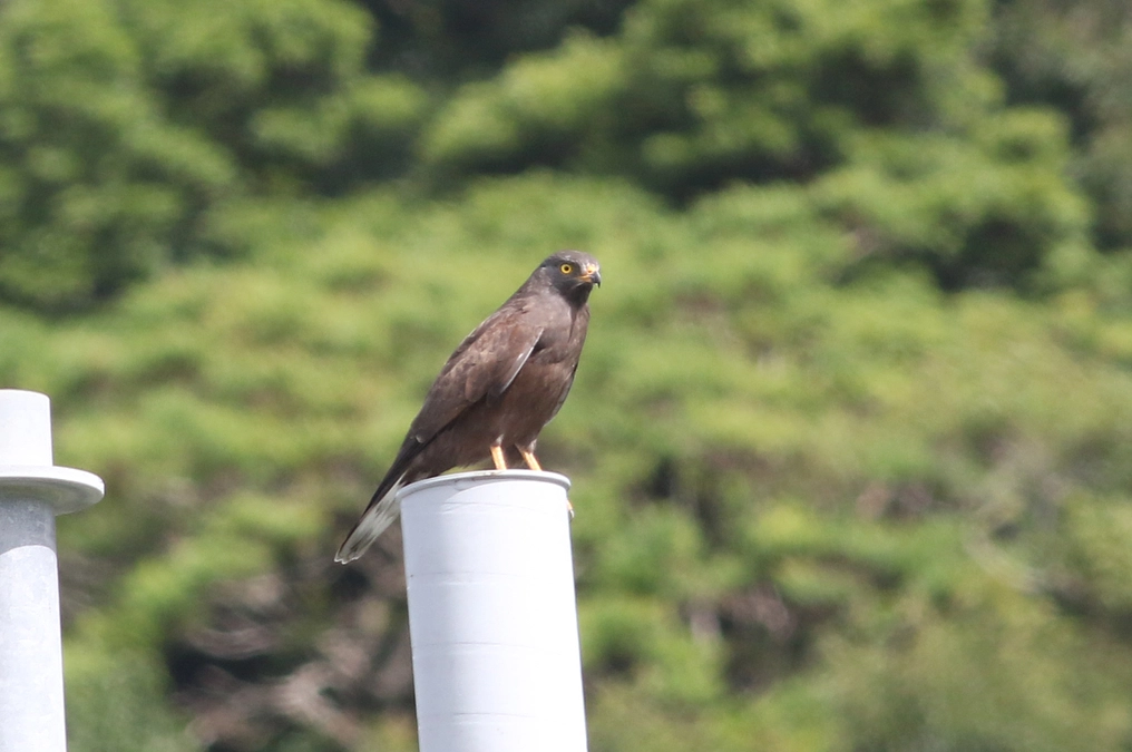 黒いサシバと白いサシバ