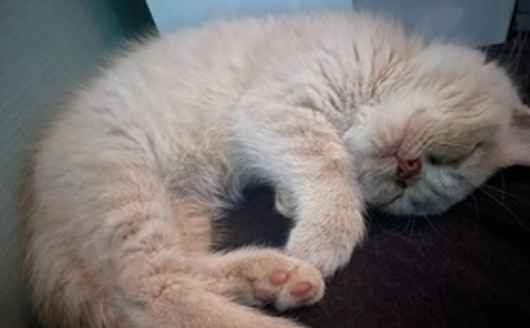 500円のリターン