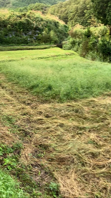 🌾 草刈りとイノシシ対策