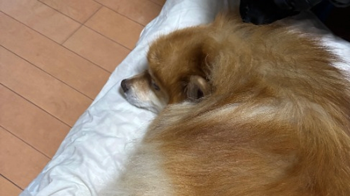 本日最終日となりました。