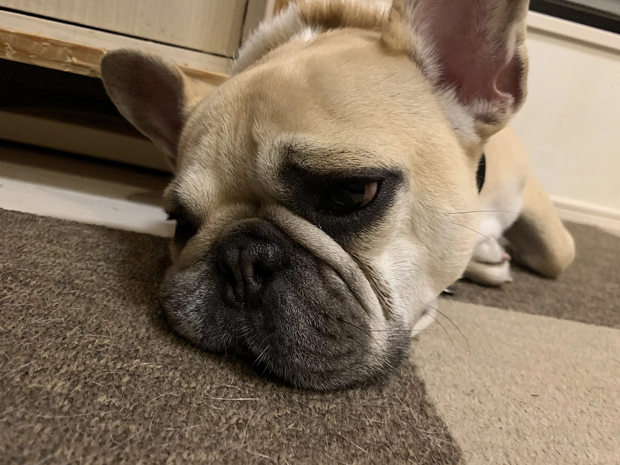 ちくわの闘病日⑬