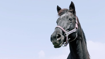 【緊急】養老牧場の移転の為のご支援をお願い致します のトップ画像