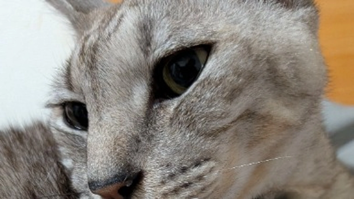 今宵のルーチェ