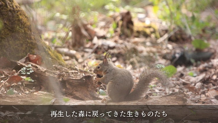 100年後の森の姿をアニメーションで描き、多くの人に伝えたい 5枚目