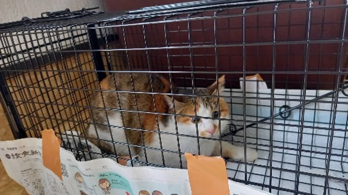 地道に1匹ずつでも