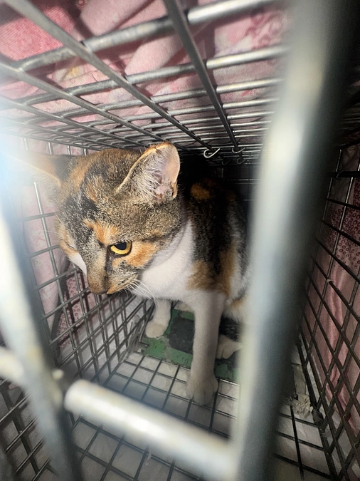 かわいそうだけでは助けられない野良猫さんのこと㉓