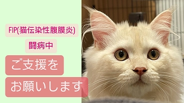 FIP(猫伝染性)闘病中のトキを救う為にご協力をお願いします のトップ画像