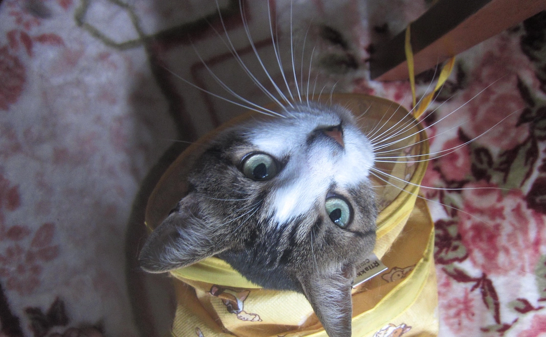 感謝と近況報告のメール