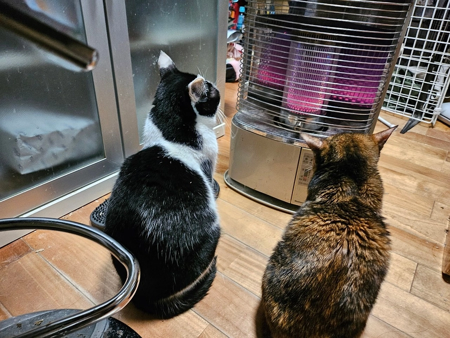 最近、YouTubeの生配信をしています。